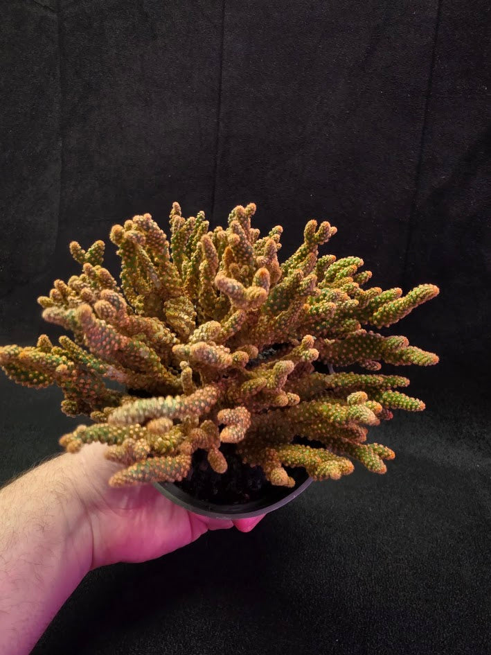 Desert Gem Cactus #03