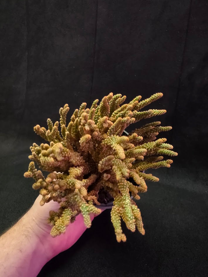 Desert Gem Cactus #03