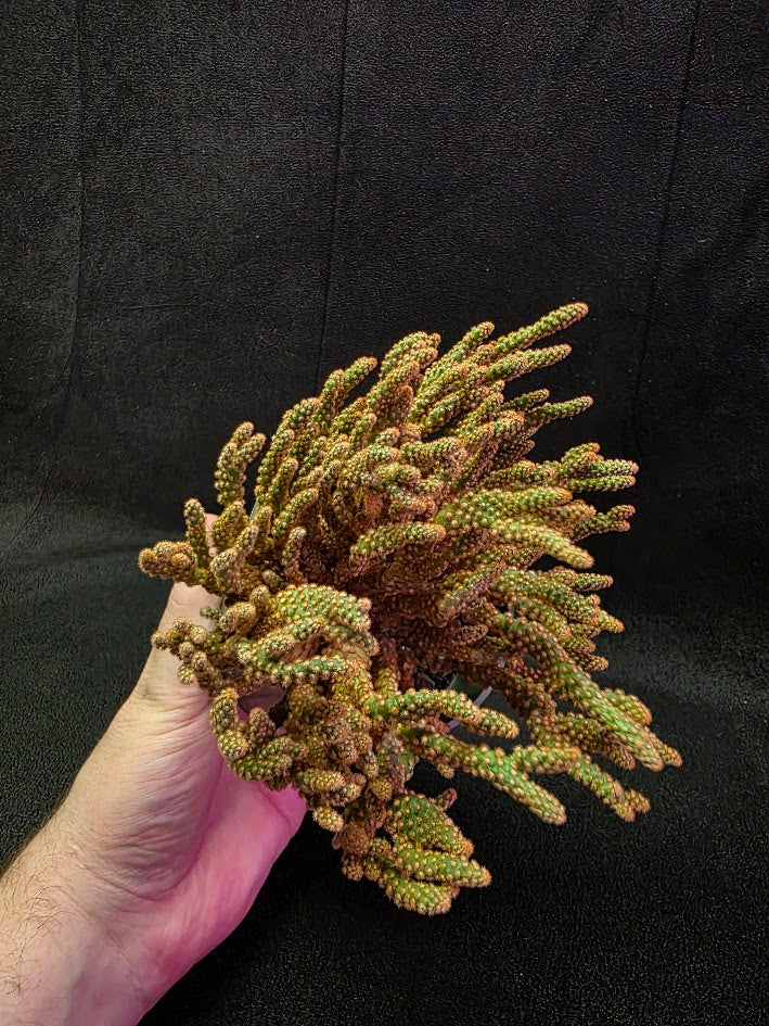 Desert Gem Cactus #03