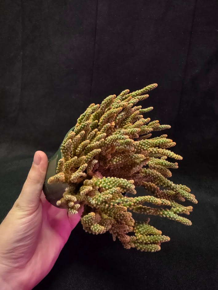 Desert Gem Cactus #03