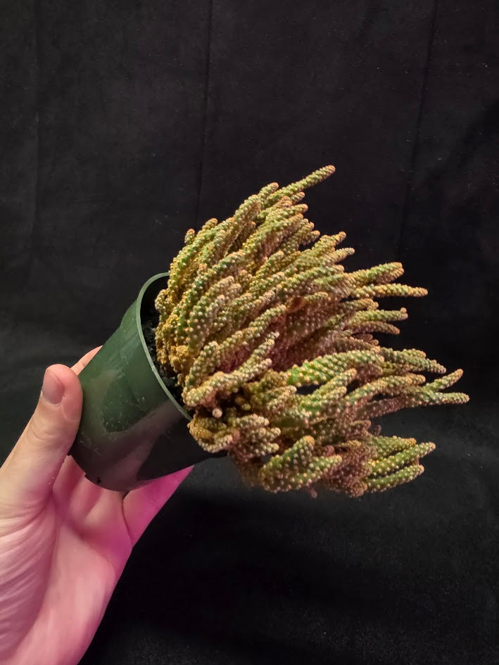 Desert Gem Cactus #03