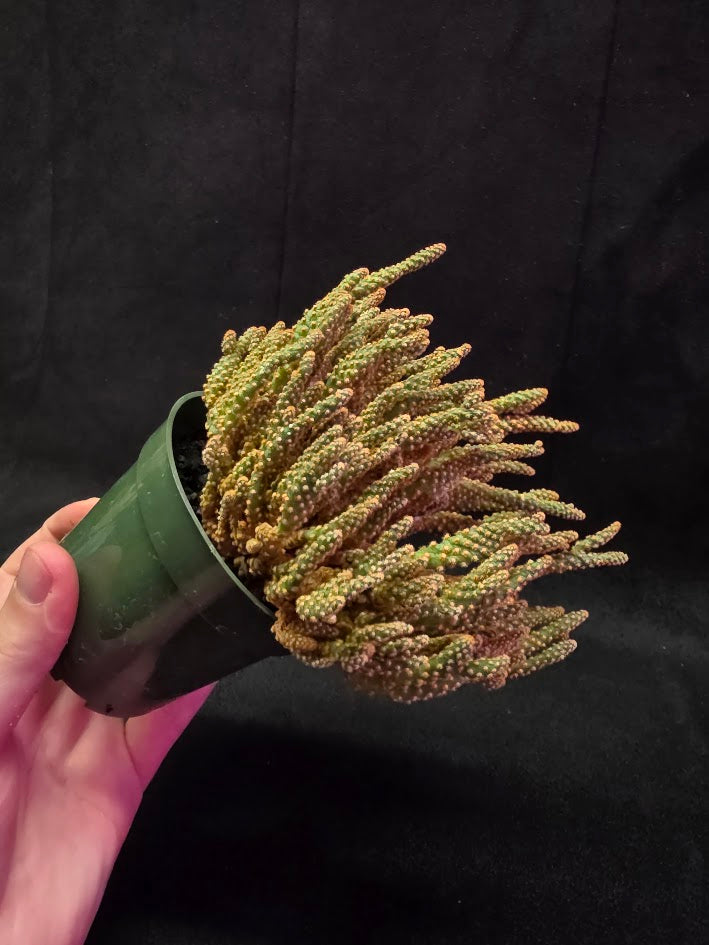 Desert Gem Cactus #03