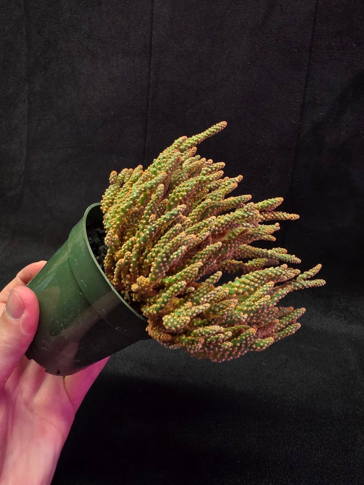 Desert Gem Cactus #03