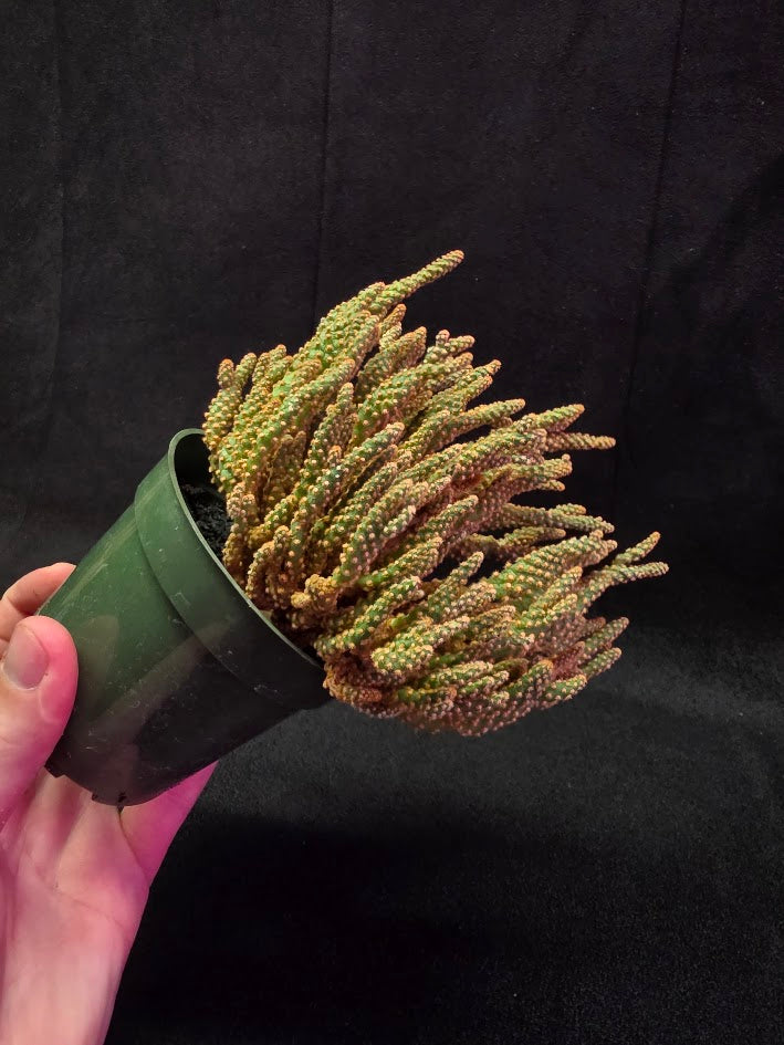 Desert Gem Cactus #03