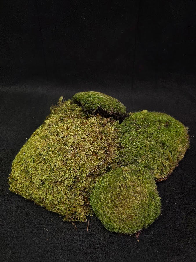 Assorted Live Moss #01