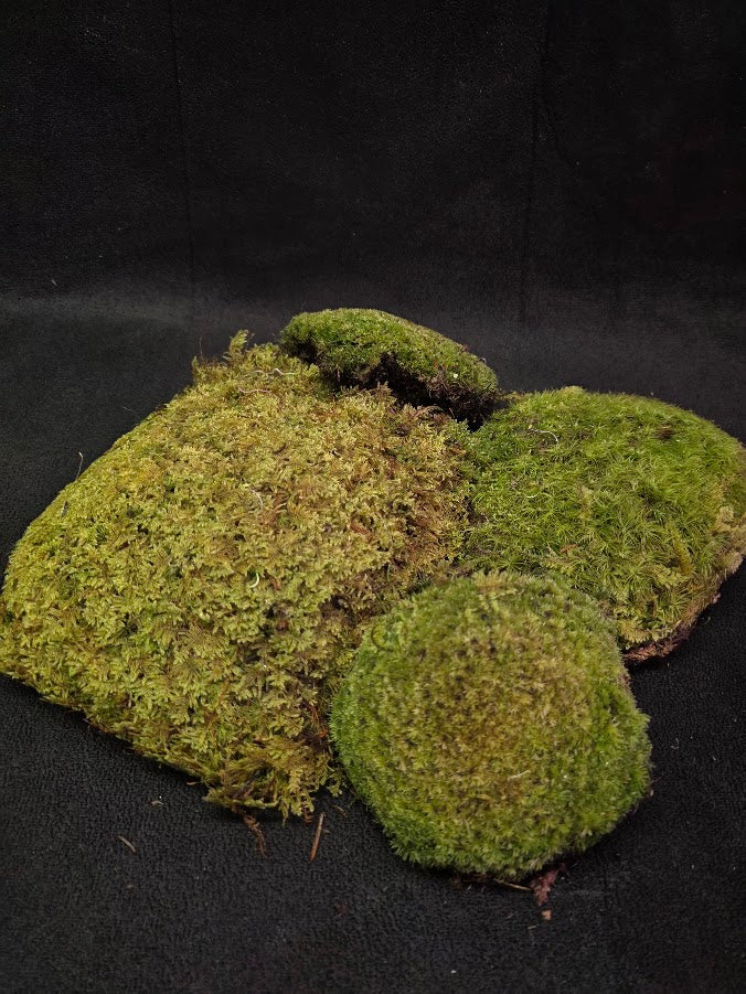 Assorted Live Moss #01
