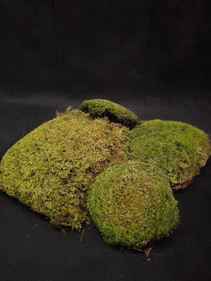 Assorted Live Moss #01
