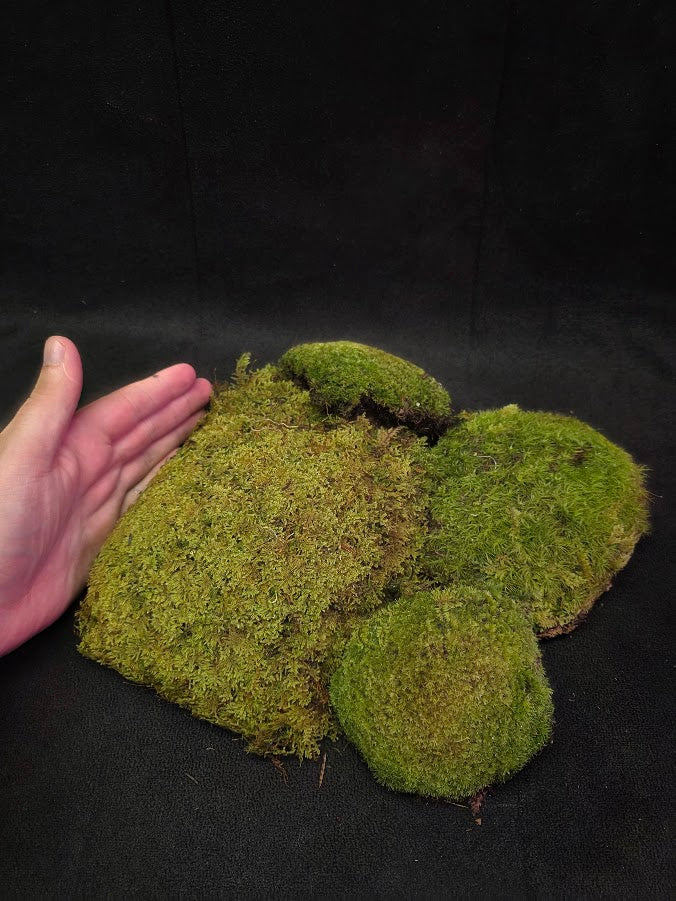 Assorted Live Moss #01