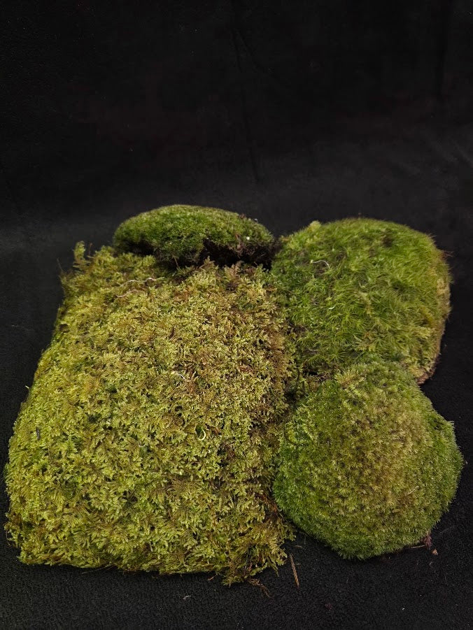 Assorted Live Moss #01