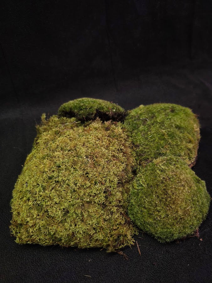 Assorted Live Moss #01
