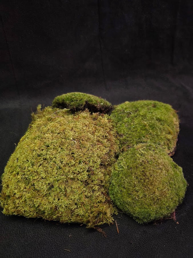 Assorted Live Moss #01