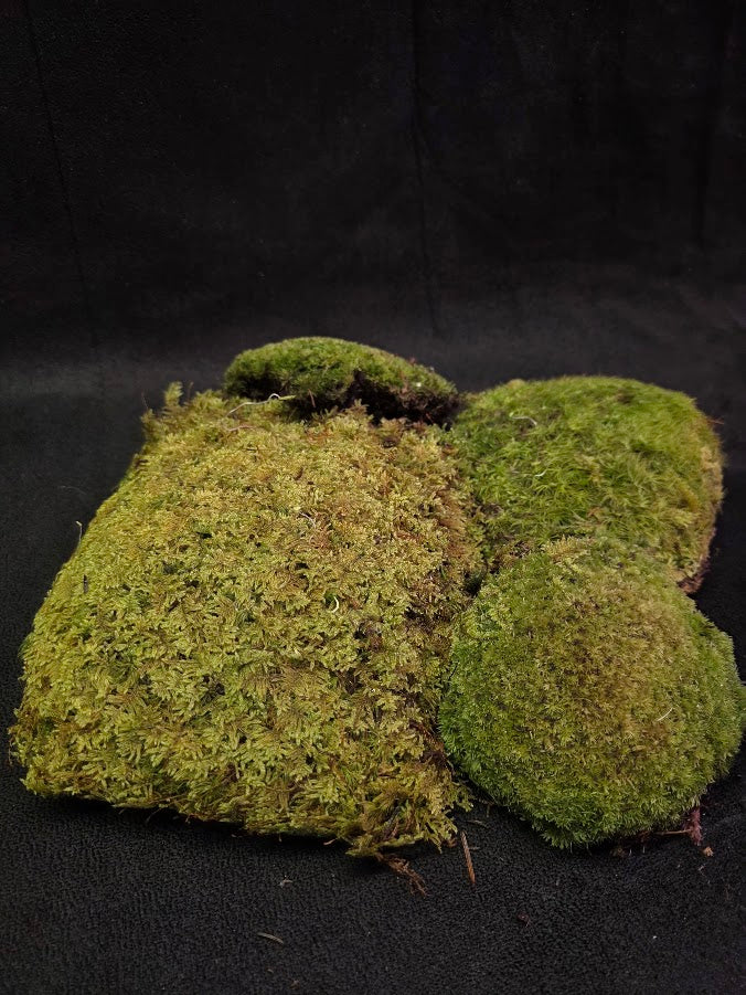 Assorted Live Moss #01