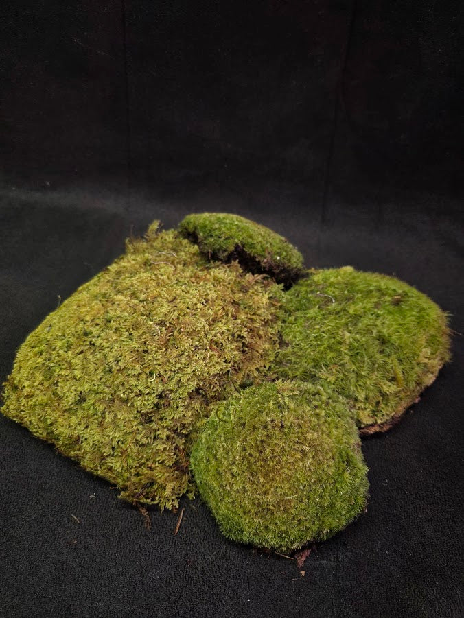 Assorted Live Moss #01