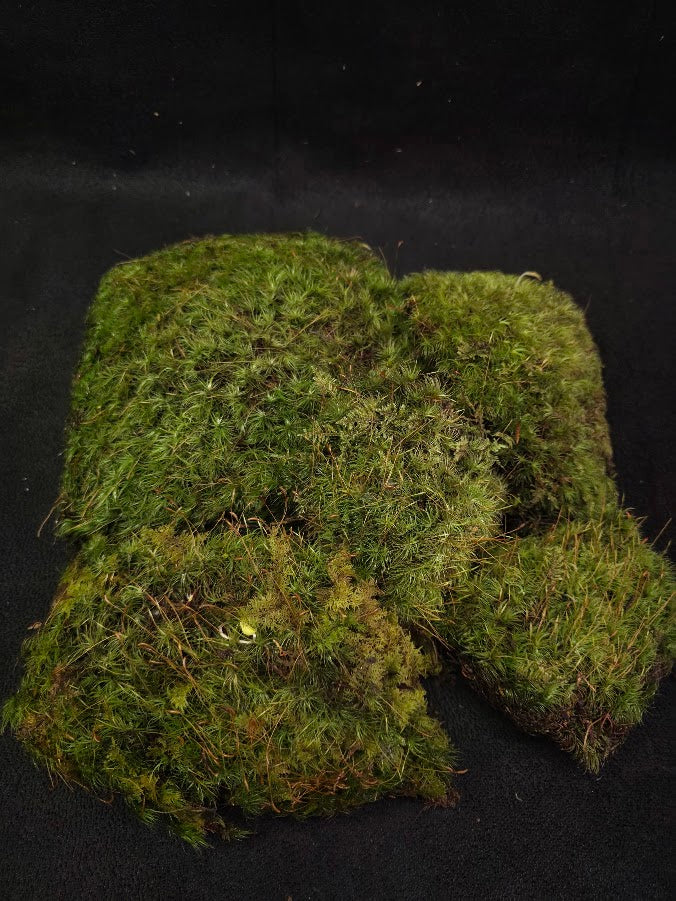 Assorted Live Moss #03