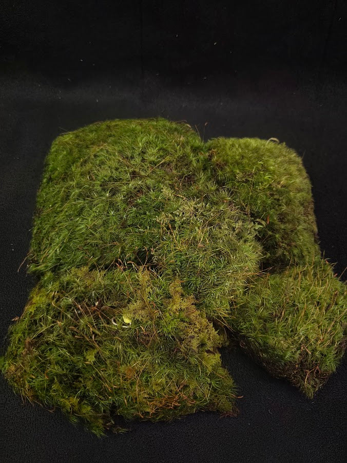 Assorted Live Moss #03