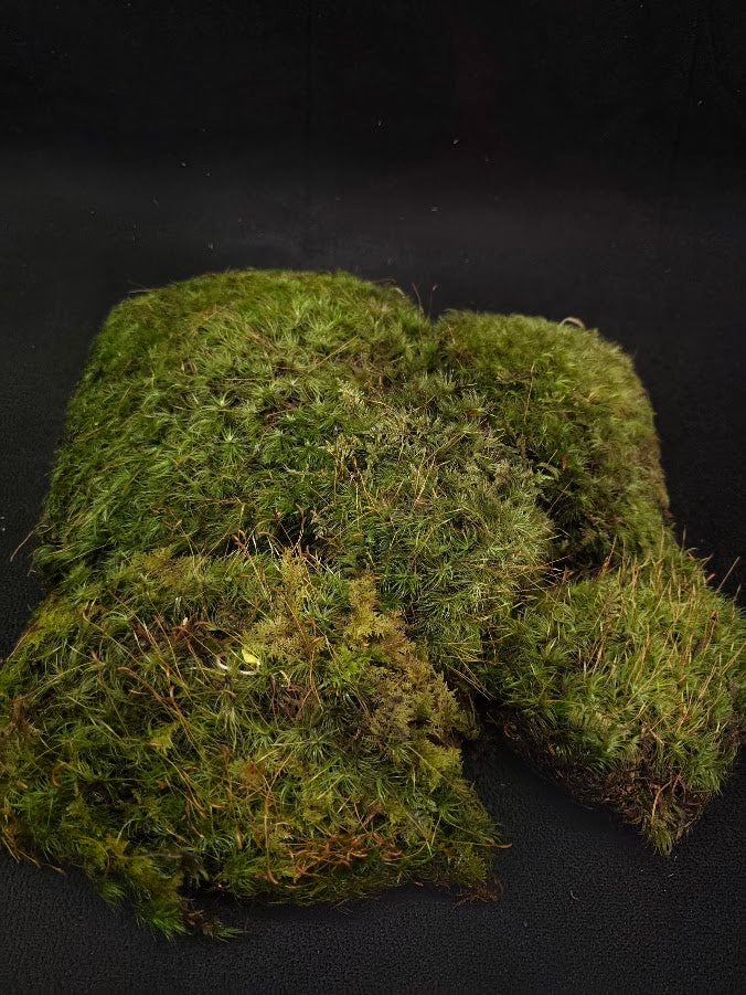 Assorted Live Moss #03