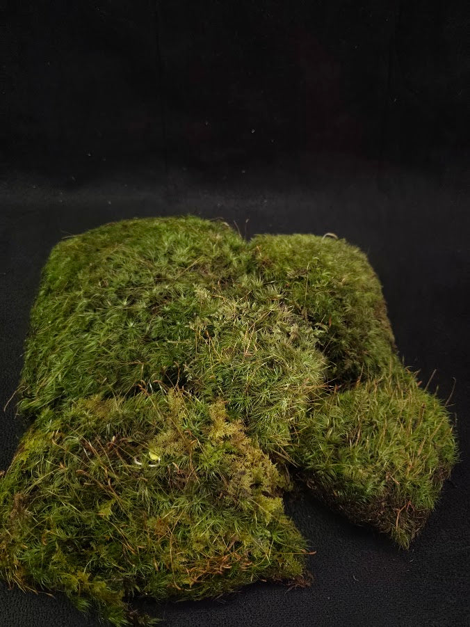 Assorted Live Moss #03