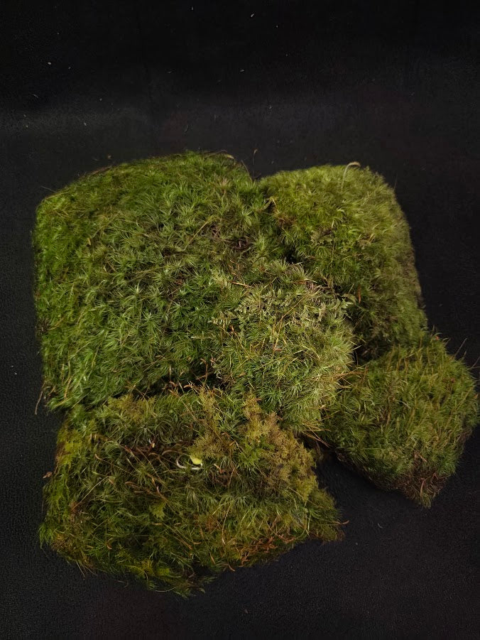 Assorted Live Moss #03
