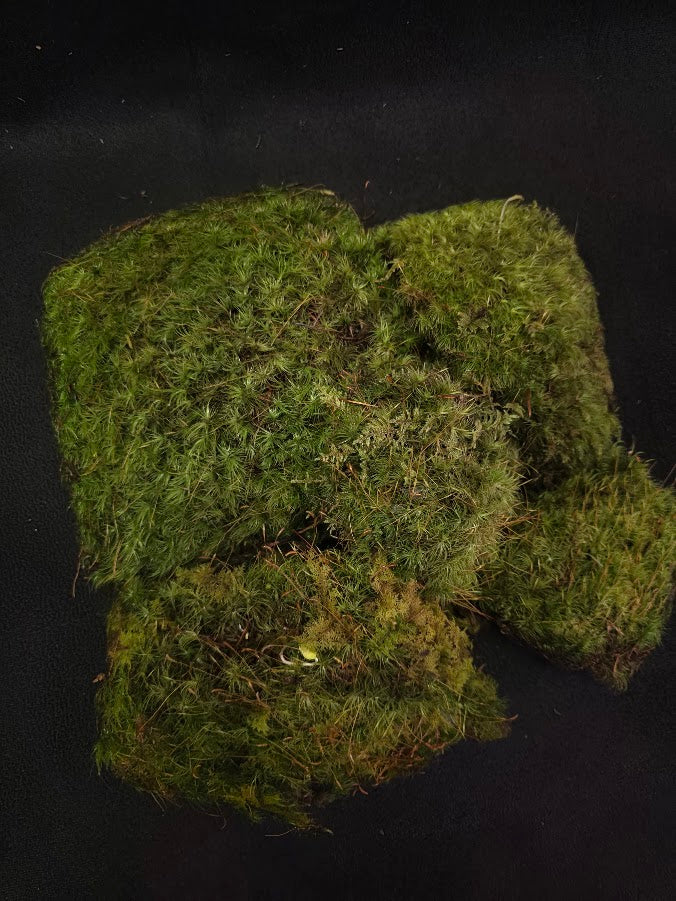 Assorted Live Moss #03