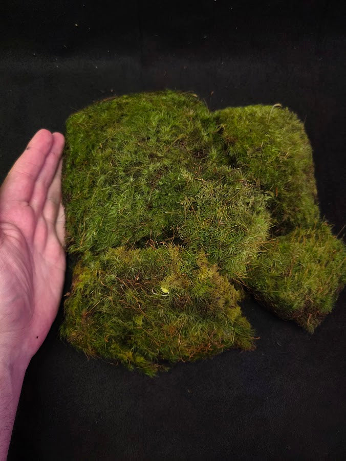 Assorted Live Moss #03