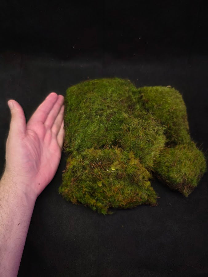 Assorted Live Moss #03