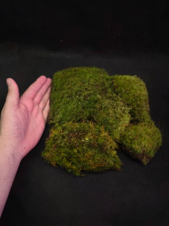 Assorted Live Moss #03