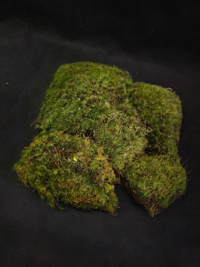 Assorted Live Moss #03