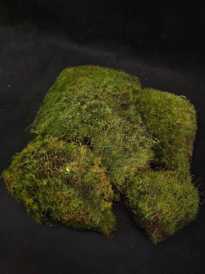 Assorted Live Moss #03