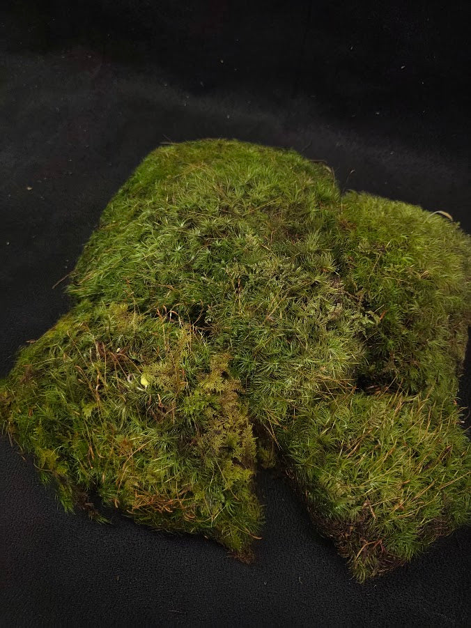 Assorted Live Moss #03