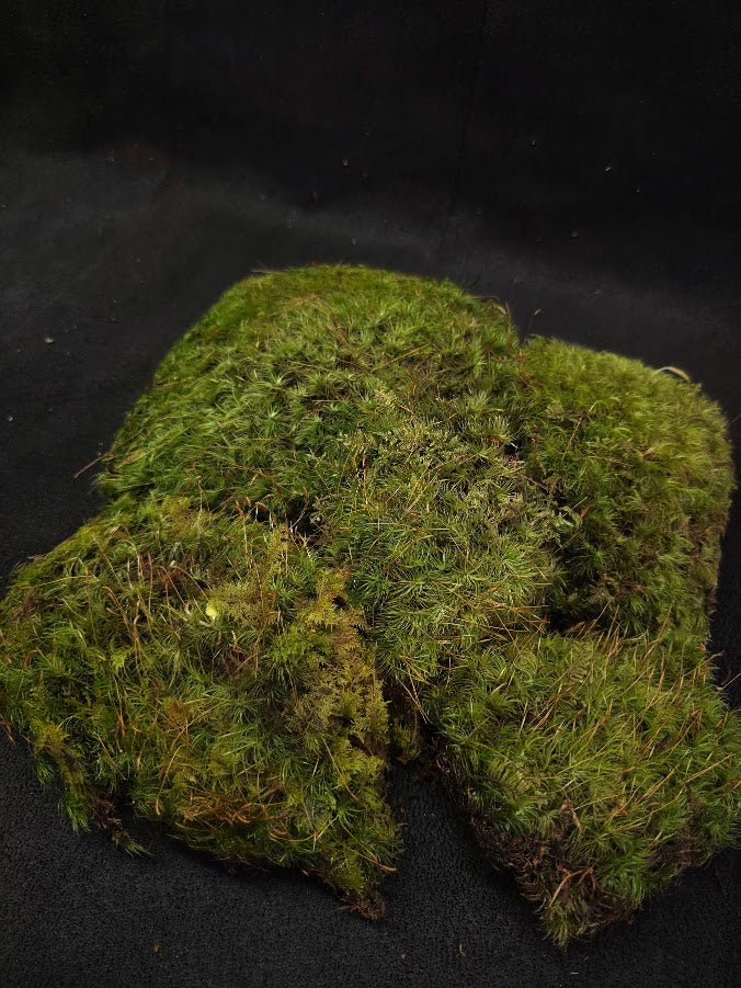 Assorted Live Moss #03