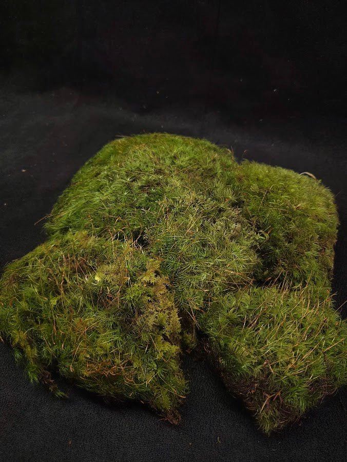 Assorted Live Moss #03