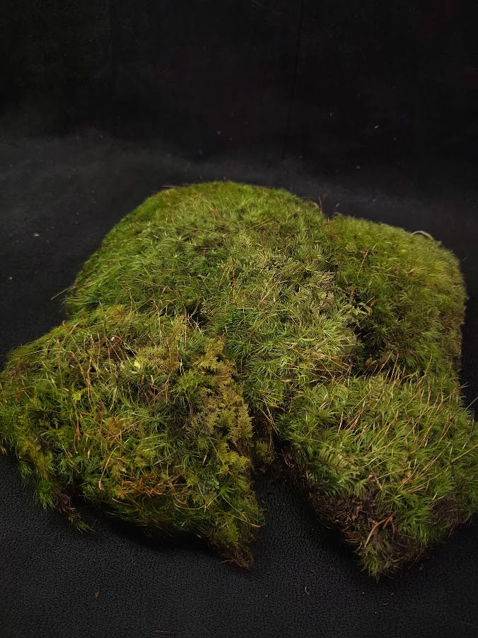 Assorted Live Moss #03