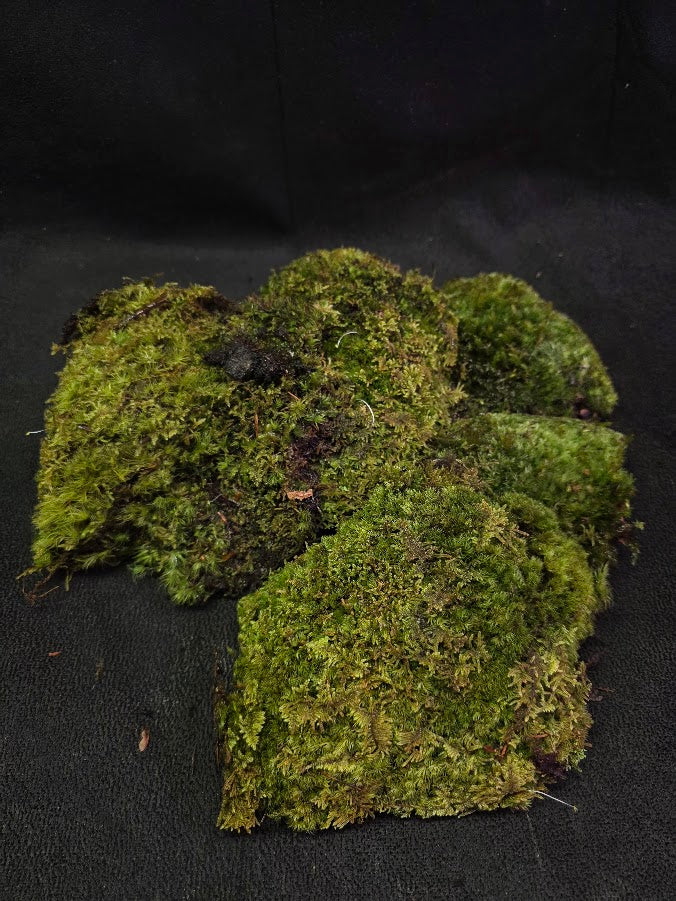 Assorted Live Moss #05
