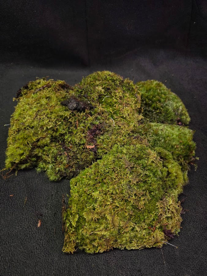 Assorted Live Moss #05