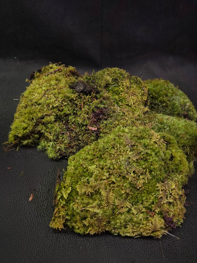 Assorted Live Moss #05