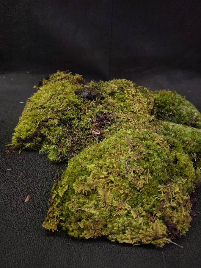 Assorted Live Moss #05