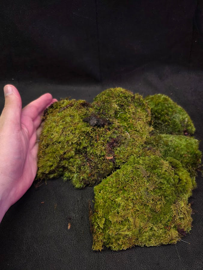 Assorted Live Moss #05
