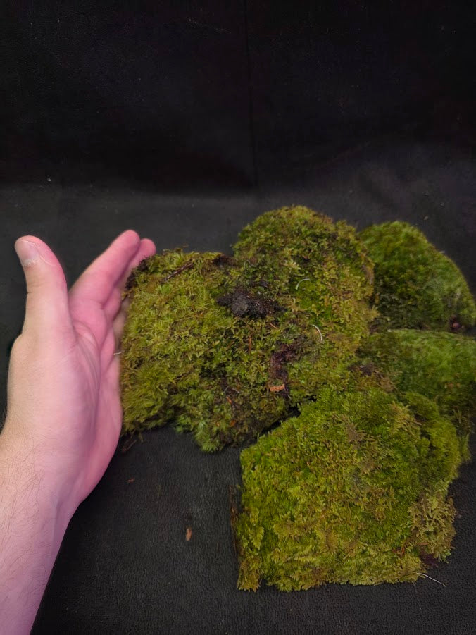 Assorted Live Moss #05