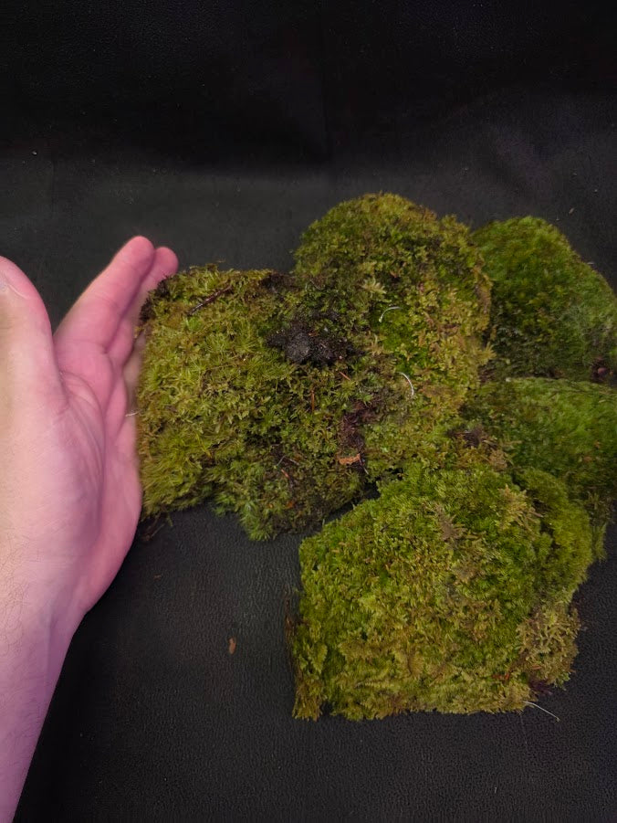Assorted Live Moss #05