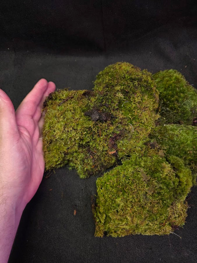 Assorted Live Moss #05