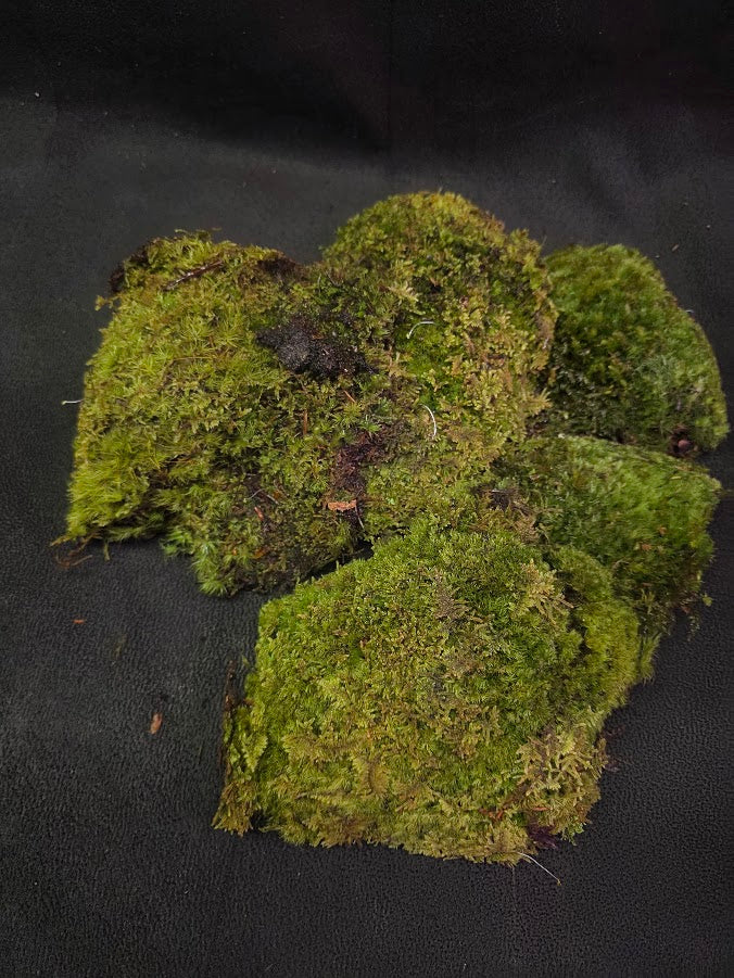 Assorted Live Moss #05