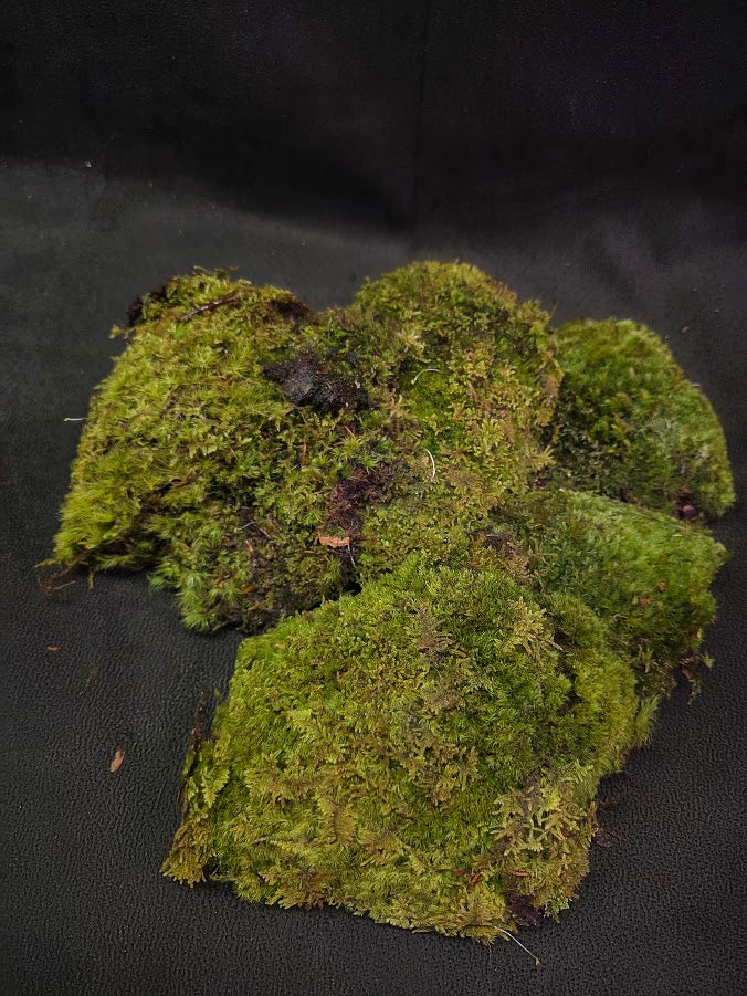 Assorted Live Moss #05