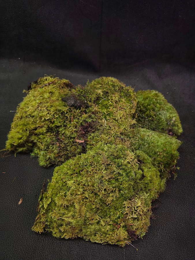 Assorted Live Moss #05
