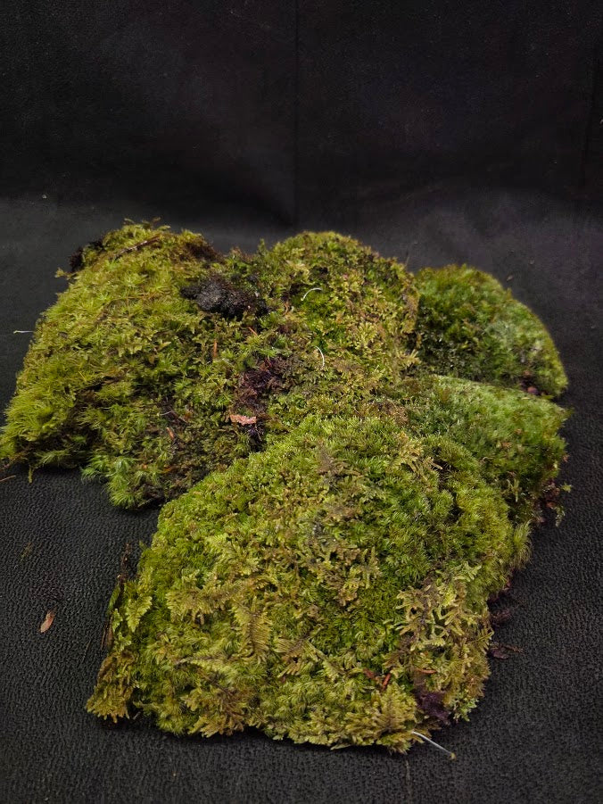 Assorted Live Moss #05