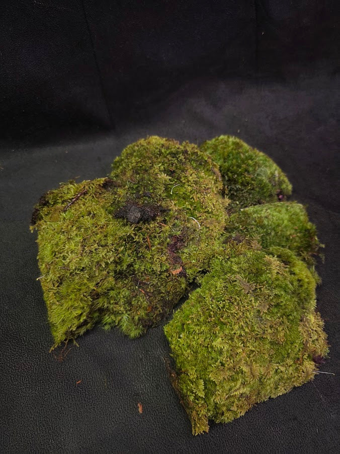 Assorted Live Moss #05