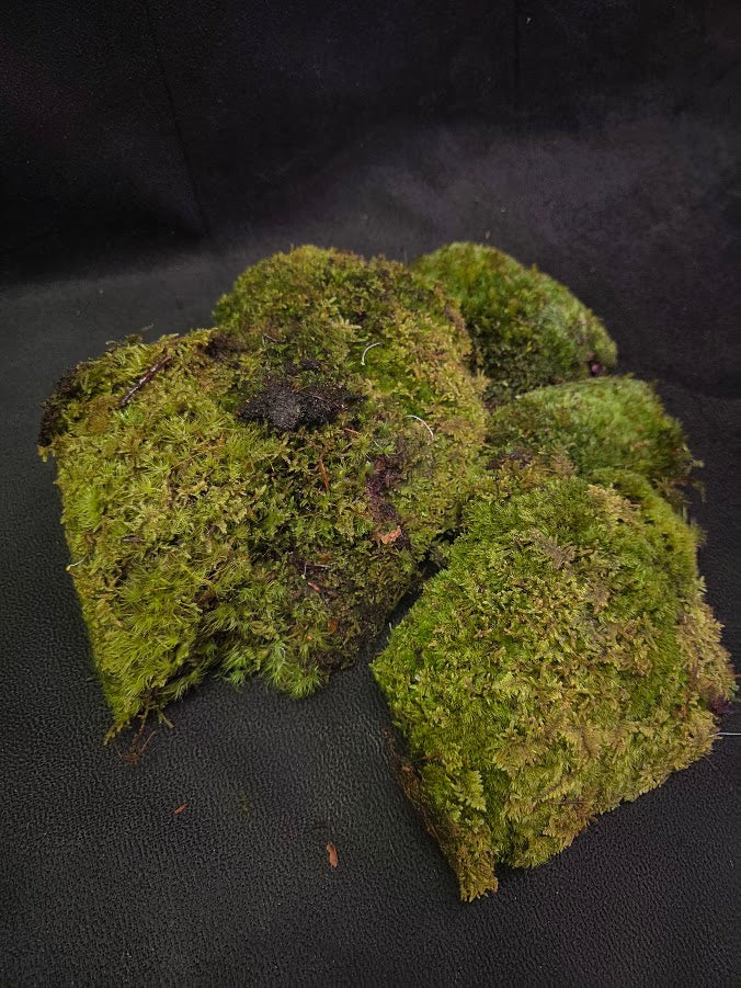 Assorted Live Moss #05