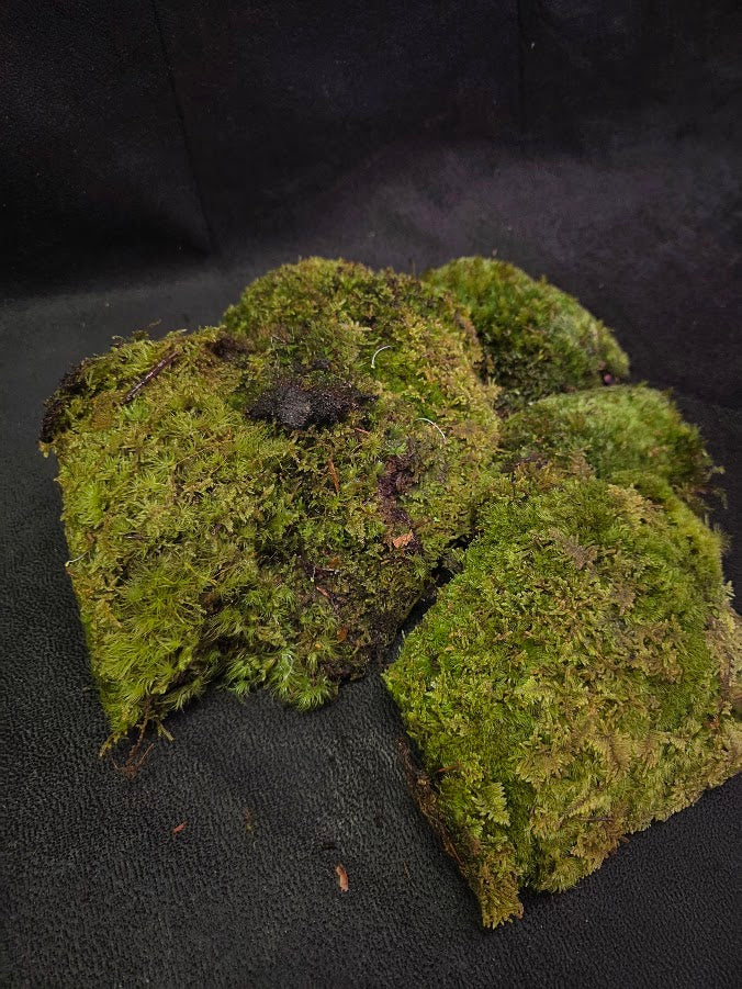 Assorted Live Moss #05