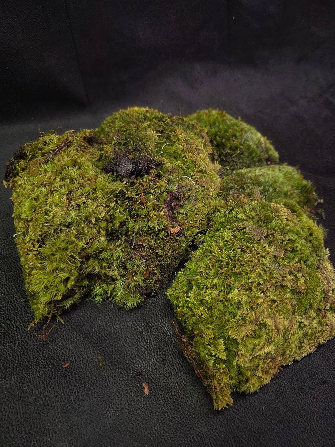 Assorted Live Moss #05
