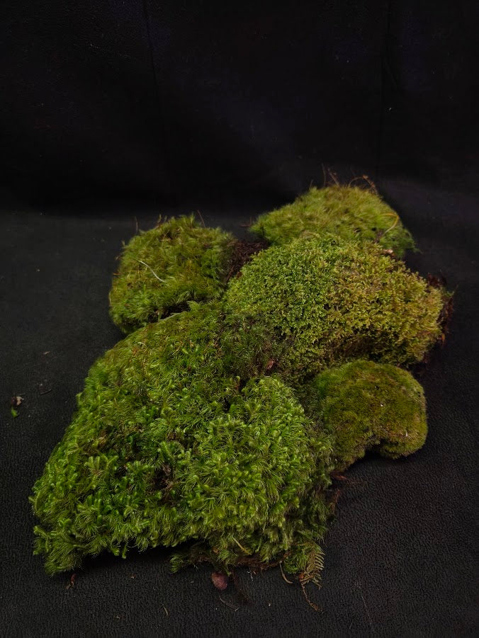 Assorted Live Moss #06