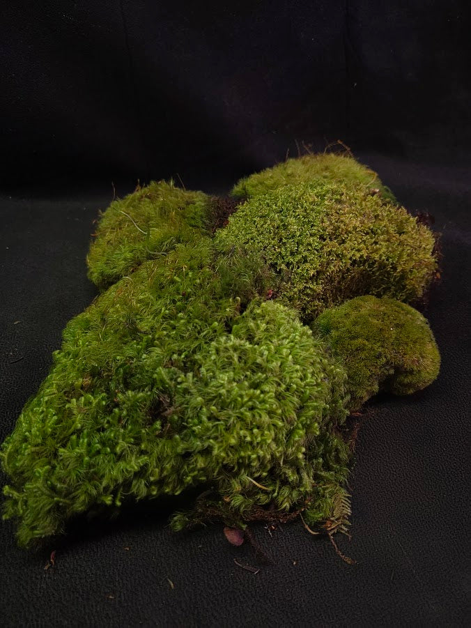Assorted Live Moss #06